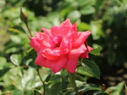 Kletterrose 'Fassadenzauber' ® -Günstiges Garten Zart Geschäft kletterrose fassadenzauber m052841 w 8