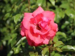 Kletterrose 'Fassadenzauber' ® -Günstiges Garten Zart Geschäft kletterrose fassadenzauber m052841 w 9