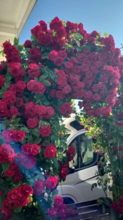 Kletterrose 'Flammentanz' ® 25 Kletterrose 'Flammentanz' ® -Günstiges Garten Zart Geschäft kletterrose flammentanz m005466 1569345 0