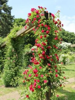 Kletterrose 'Flammentanz' ® 23 Kletterrose 'Flammentanz' ® -Günstiges Garten Zart Geschäft kletterrose flammentanz m005466 w 1