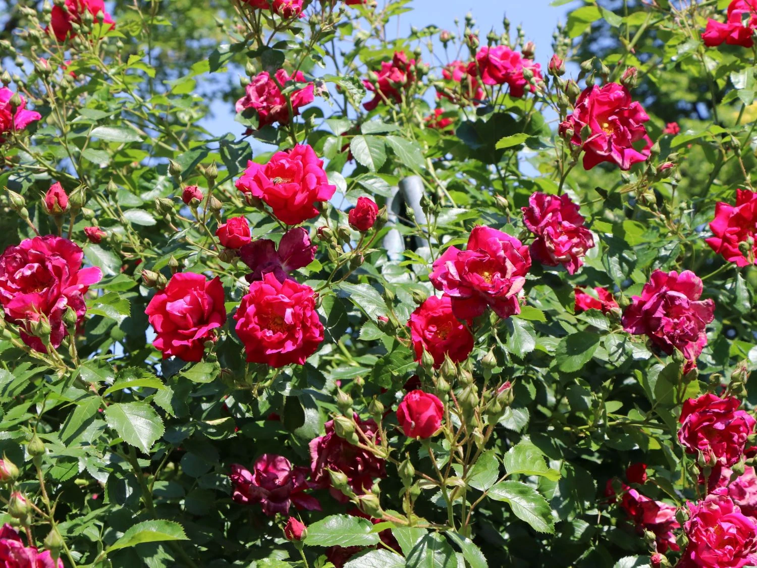 Kletterrose 'Flammentanz' ® 7 Kletterrose 'Flammentanz' ® – Bild 5