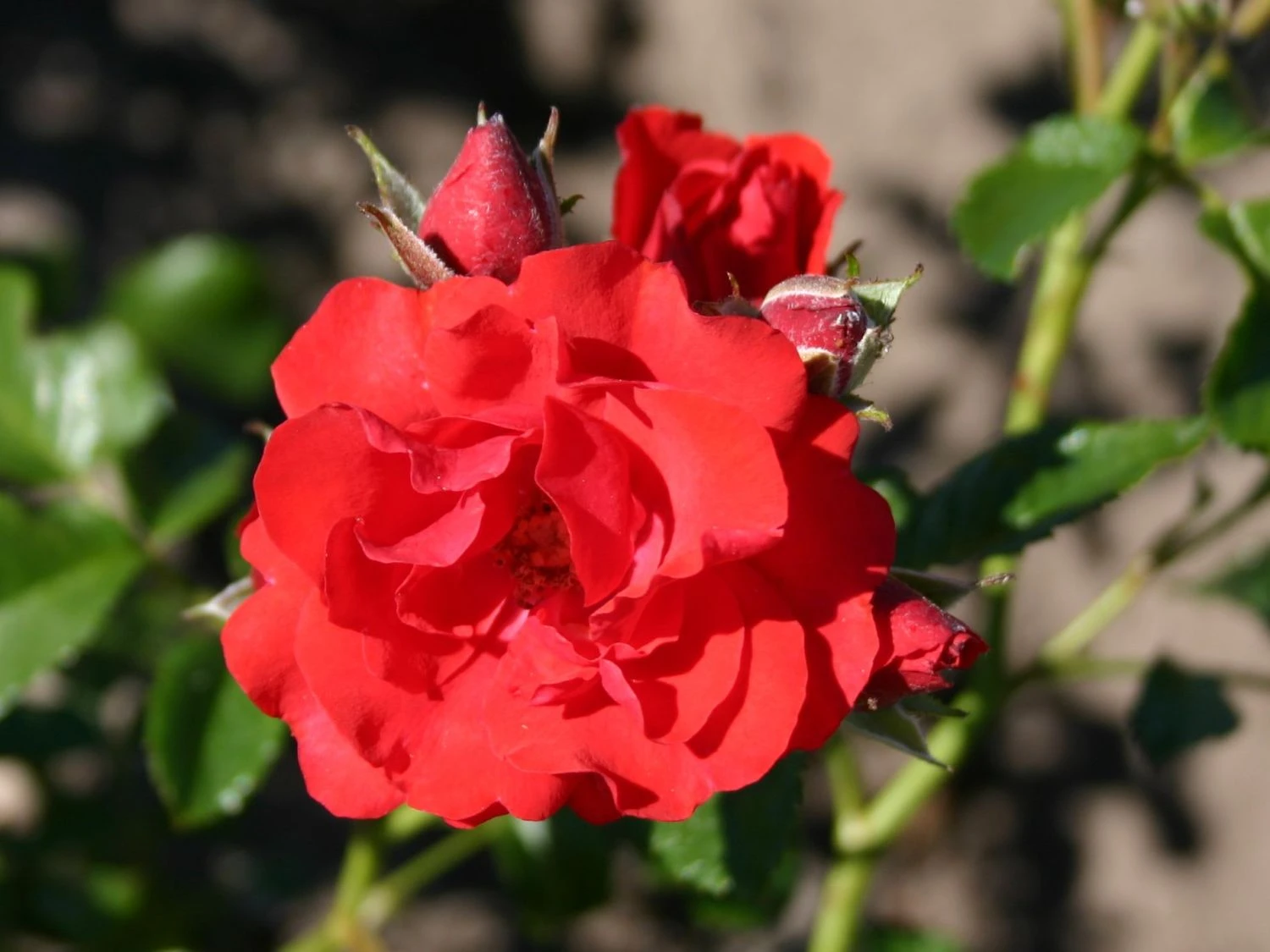 Kletterrose 'Flammentanz' ® 9 Kletterrose 'Flammentanz' ® – Bild 7