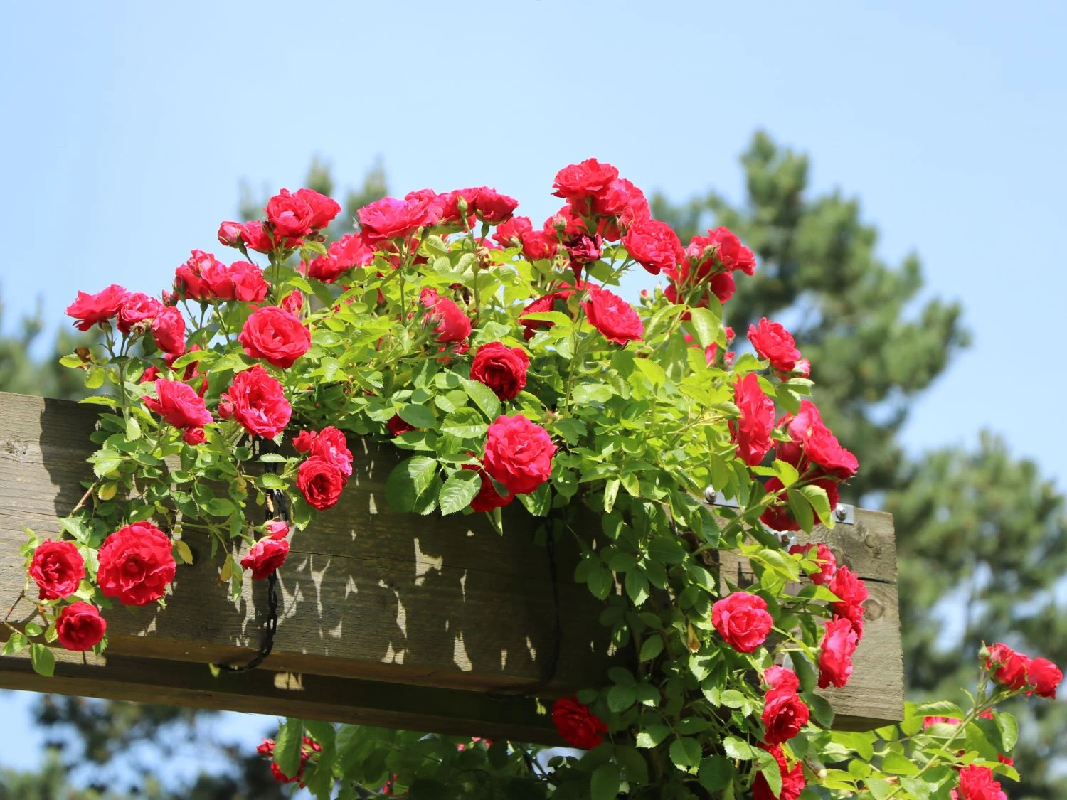 Kletterrose 'Flammentanz' ® 10 Kletterrose 'Flammentanz' ® – Bild 8