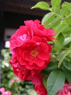 Kletterrose 'Flammentanz' ® 22 Kletterrose 'Flammentanz' ® -Günstiges Garten Zart Geschäft kletterrose flammentanz m005466 w 5