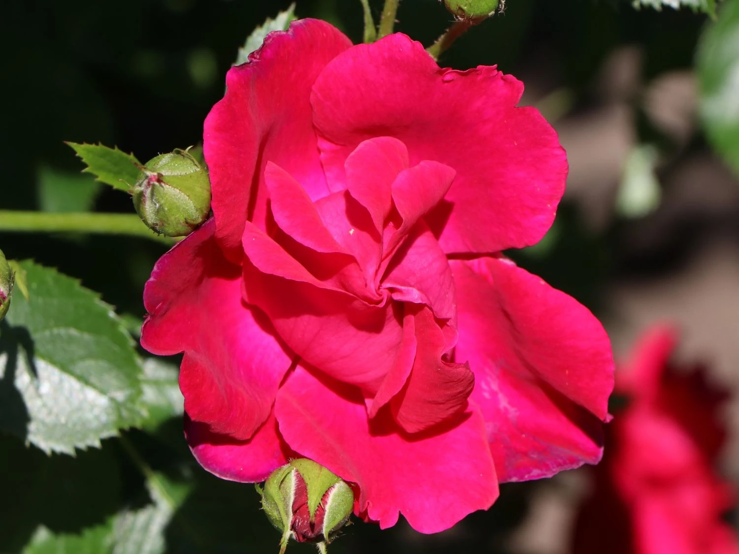 Kletterrose 'Flammentanz' ® 4 Kletterrose 'Flammentanz' ® – Bild 2