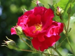 Kletterrose 'Flammentanz' ® 17 Kletterrose 'Flammentanz' ® -Günstiges Garten Zart Geschäft kletterrose flammentanz m005466 w 7