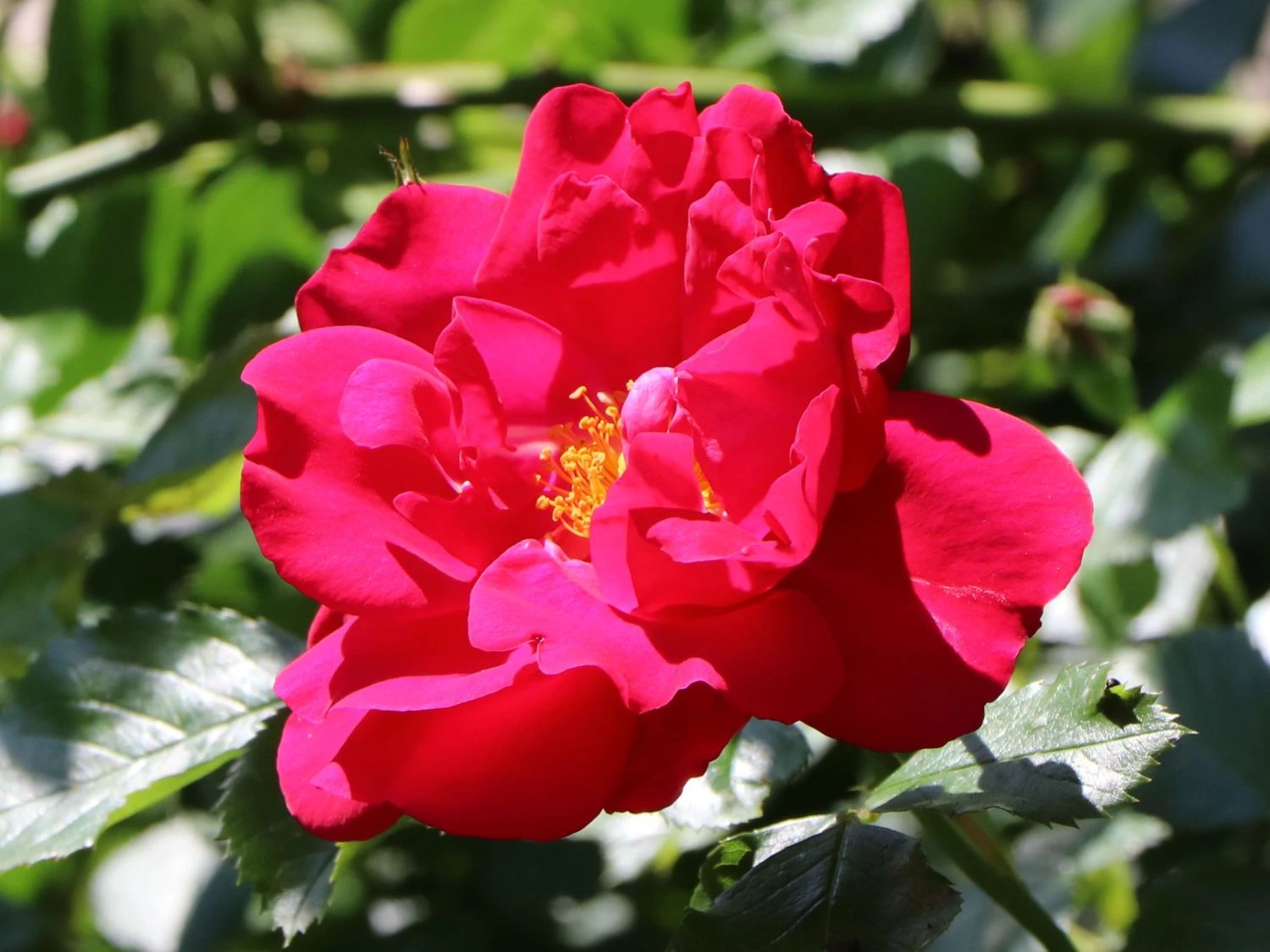 Kletterrose 'Flammentanz' ® 8 Kletterrose 'Flammentanz' ® – Bild 6