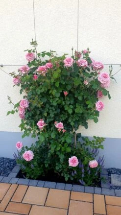 Kletterrose 'Giardina' ® -Günstiges Garten Zart Geschäft kletterrose giardina m054940 1014357 0