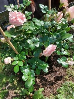 Kletterrose 'Giardina' ® -Günstiges Garten Zart Geschäft kletterrose giardina m054940 1477768 0