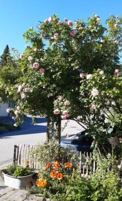 Kletterrose 'Giardina' ® -Günstiges Garten Zart Geschäft kletterrose giardina m054940 193676 2