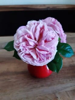 Kletterrose 'Giardina' ® -Günstiges Garten Zart Geschäft kletterrose giardina m054940 193676 3