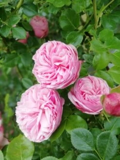 Kletterrose 'Giardina' ® -Günstiges Garten Zart Geschäft kletterrose giardina m054940 651255 2