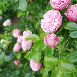 Kletterrose 'Giardina' ® -Günstiges Garten Zart Geschäft kletterrose giardina m054940 651255 3