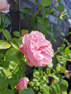 Kletterrose 'Giardina' ® -Günstiges Garten Zart Geschäft kletterrose giardina m054940 948006 1