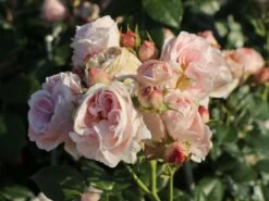 Kletterrose 'Giardina' ® -Günstiges Garten Zart Geschäft kletterrose giardina m054940 w 2