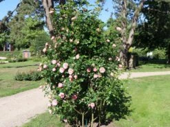 Kletterrose 'Giardina' ® -Günstiges Garten Zart Geschäft kletterrose giardina m054940 w 3