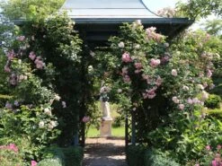 Kletterrose 'Giardina' ® -Günstiges Garten Zart Geschäft kletterrose giardina m054940 w 4