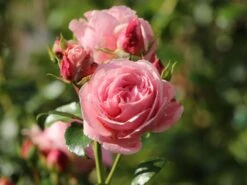 Kletterrose 'Giardina' ® -Günstiges Garten Zart Geschäft kletterrose giardina m054940 w 5