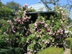 Kletterrose 'Giardina' ® -Günstiges Garten Zart Geschäft kletterrose giardina m054940 w 6