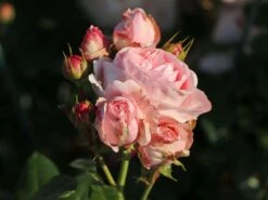 Kletterrose 'Giardina' ® -Günstiges Garten Zart Geschäft kletterrose giardina m054940 w 7