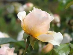 Kletterrose 'Ginger Syllabub' -Günstiges Garten Zart Geschäft kletterrose ginger syllabub m003516 w 2