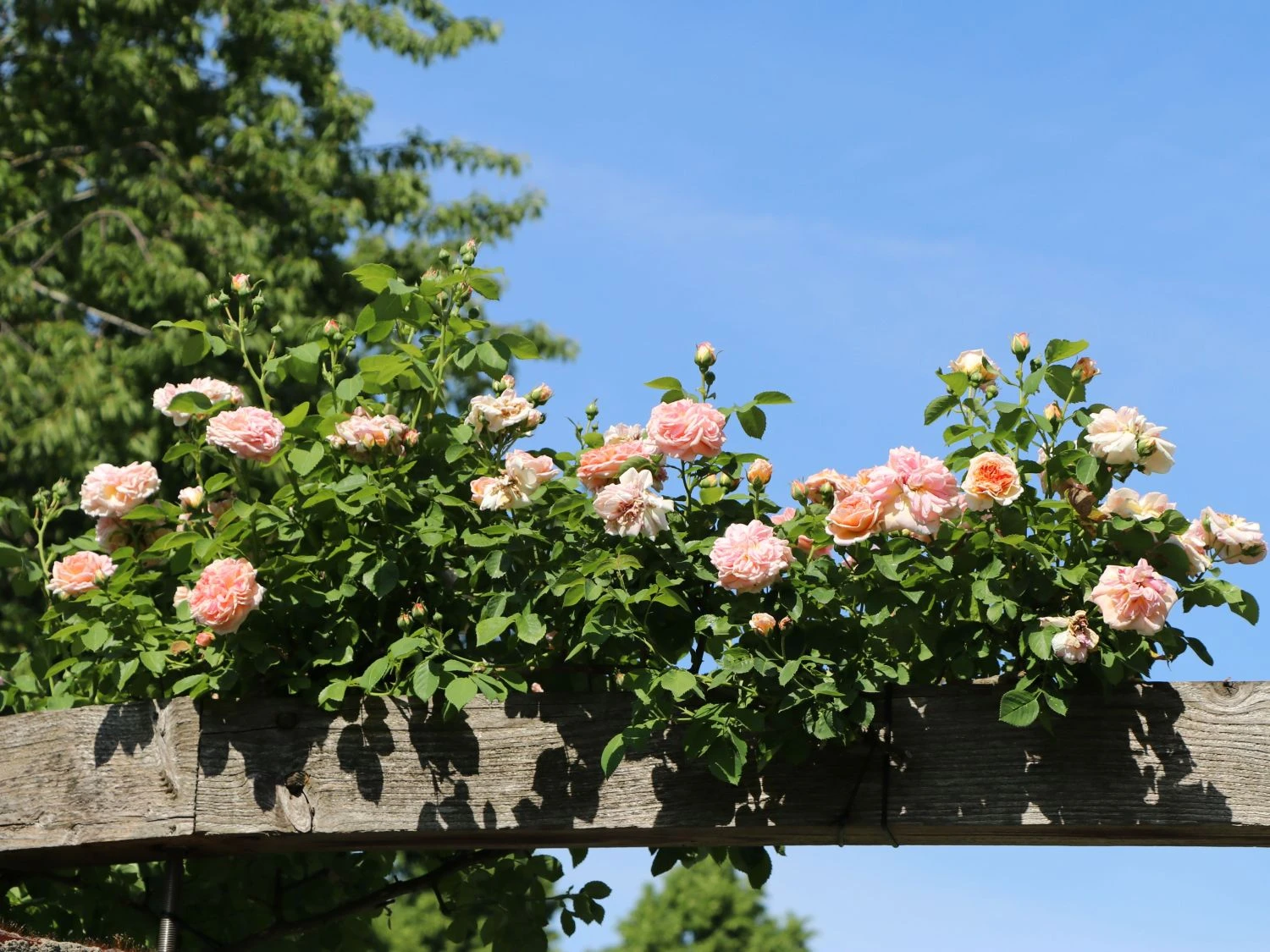 Kletterrose 'Gloire De Dijon' 6 Kletterrose 'Gloire De Dijon' – Bild 4