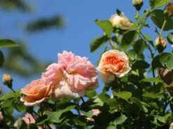 Kletterrose 'Gloire De Dijon' 12 Kletterrose 'Gloire De Dijon' -Günstiges Garten Zart Geschäft kletterrose gloire de dijon m002806 w 1