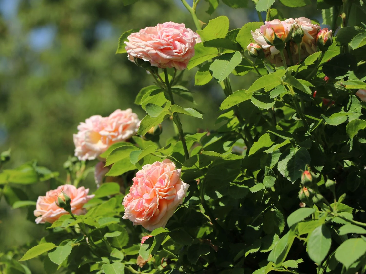 Kletterrose 'Gloire De Dijon' 4 Kletterrose 'Gloire De Dijon' – Bild 2