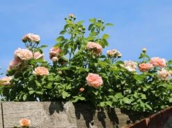 Kletterrose 'Gloire De Dijon' 10 Kletterrose 'Gloire De Dijon' -Günstiges Garten Zart Geschäft kletterrose gloire de dijon m002806 w 3