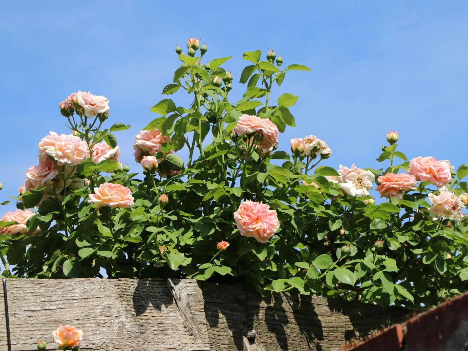 Kletterrose 'Gloire De Dijon' 5 Kletterrose 'Gloire De Dijon' – Bild 3