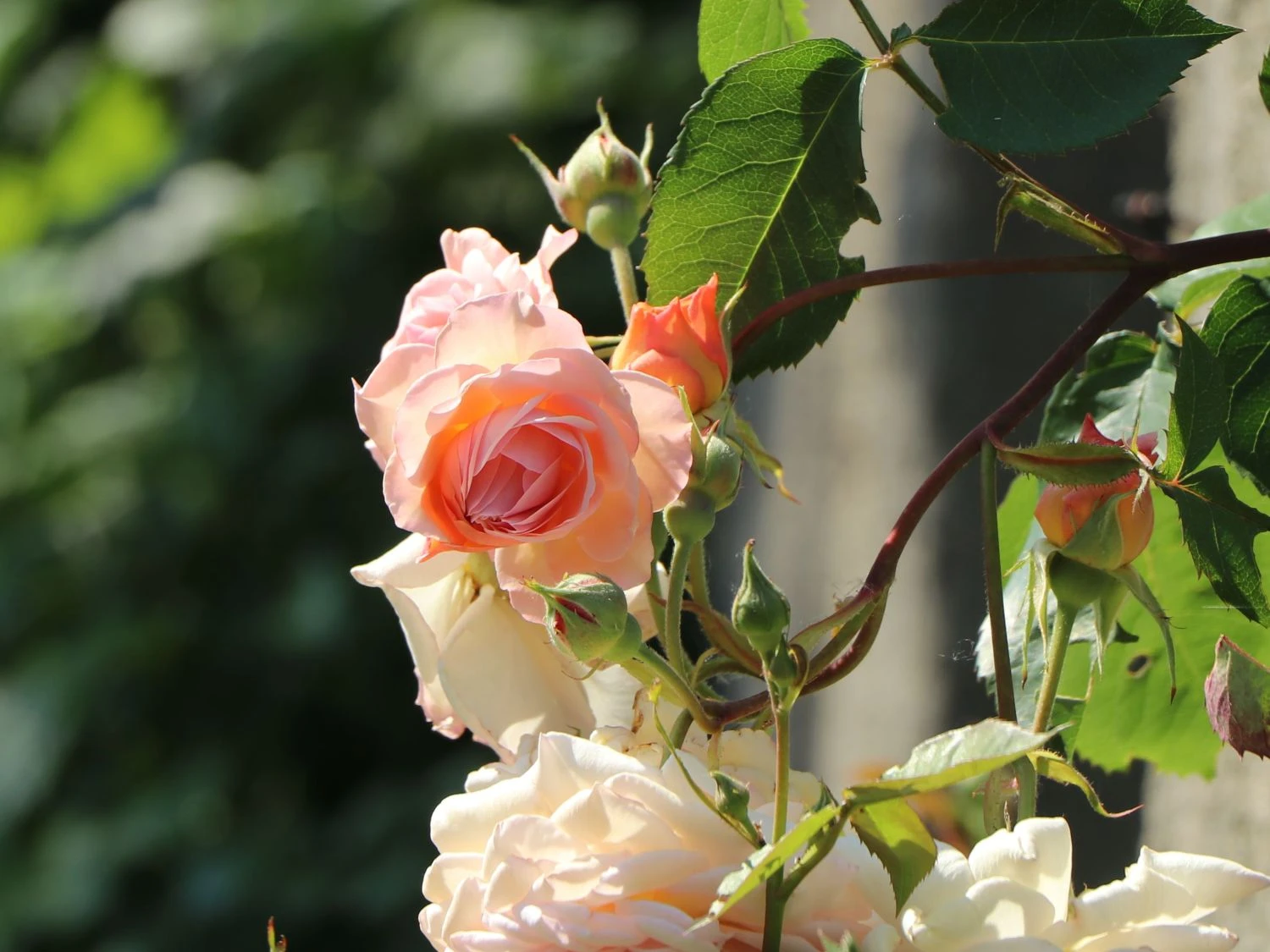 Kletterrose 'Gloire De Dijon' 8 Kletterrose 'Gloire De Dijon' – Bild 6