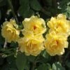 Kletterrose 'Golden Gate' ®