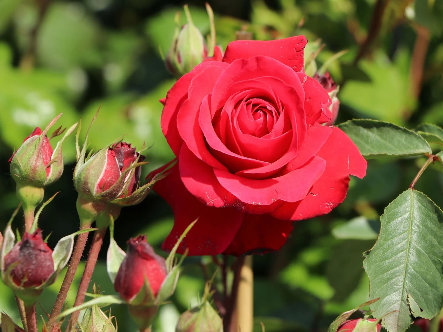 Kletterrose 'Gruß An Heidelberg' ® 3 Kletterrose 'Gruß An Heidelberg' ®