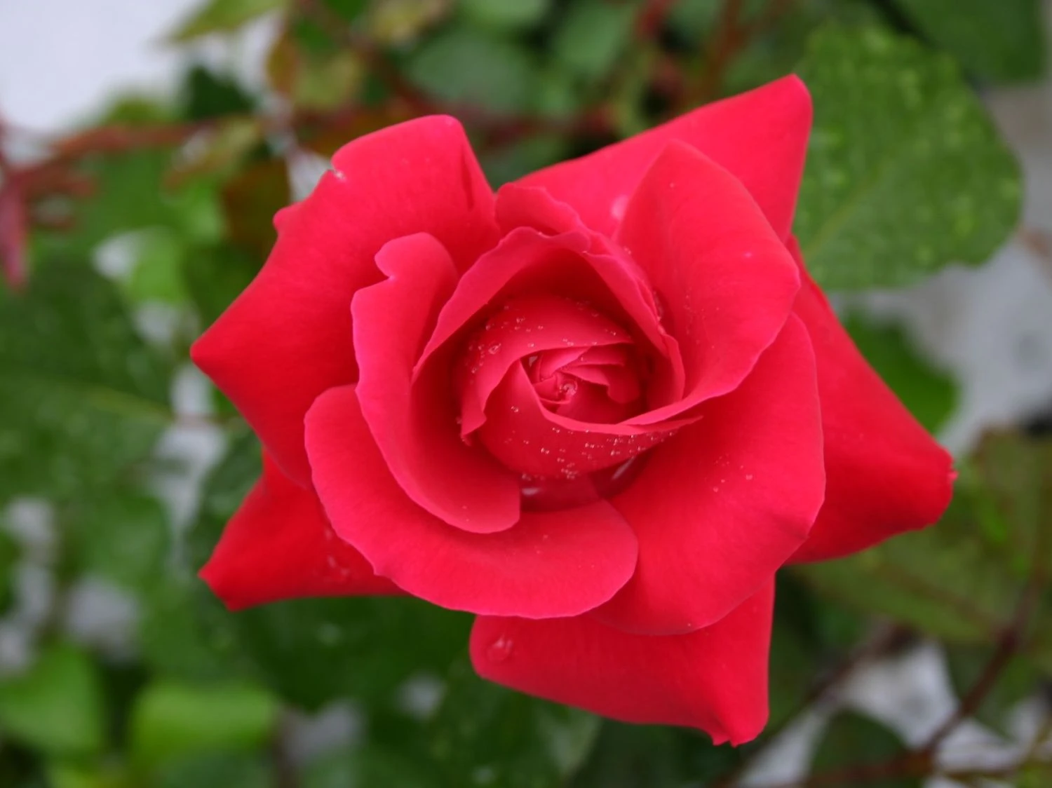 Kletterrose 'Gruß An Heidelberg' ® 6 Kletterrose 'Gruß An Heidelberg' ® – Bild 4