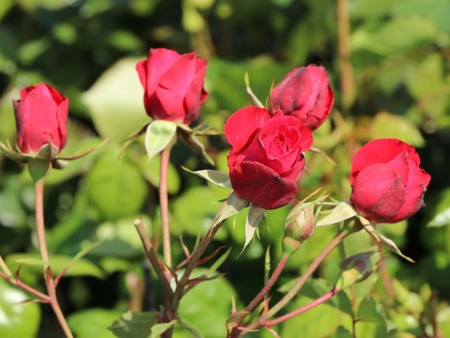 Kletterrose 'Gruß An Heidelberg' ® 4 Kletterrose 'Gruß An Heidelberg' ® – Bild 2