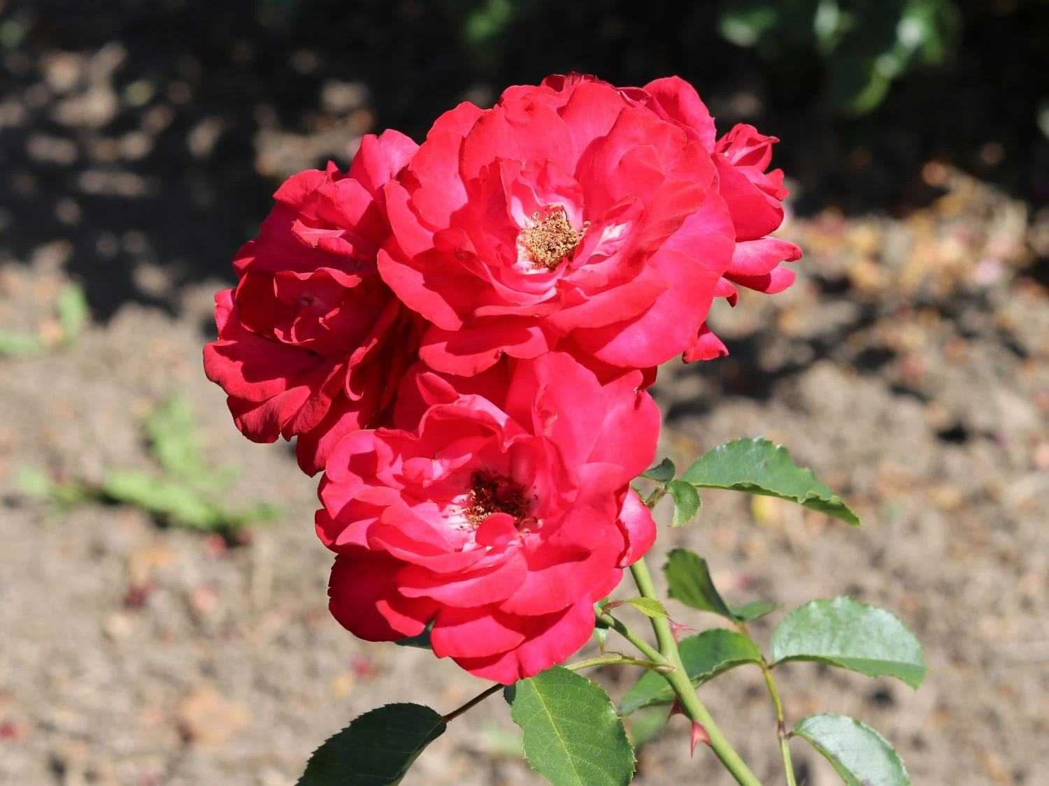 Kletterrose 'Gruß An Heidelberg' ® 7 Kletterrose 'Gruß An Heidelberg' ® – Bild 5