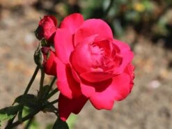 Kletterrose 'Gruß An Heidelberg' ® 9 Kletterrose 'Gruß An Heidelberg' ® -Günstiges Garten Zart Geschäft kletterrose gruss an heidelberg m003002 w 3