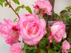 Kletterrose 'Harlekin' ® 25 Kletterrose 'Harlekin' ® -Günstiges Garten Zart Geschäft kletterrose harlekin m002792 193676 0