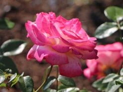 Kletterrose 'Harlekin' ®