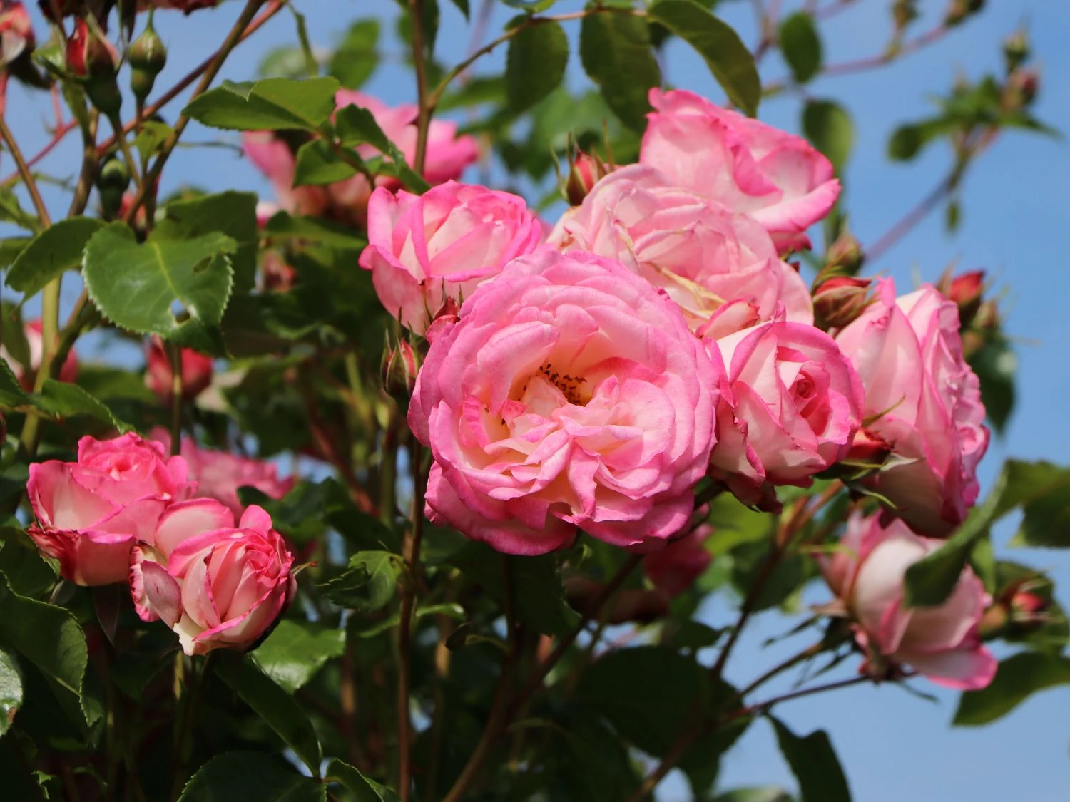 Kletterrose 'Harlekin' ® 10 Kletterrose 'Harlekin' ® – Bild 8