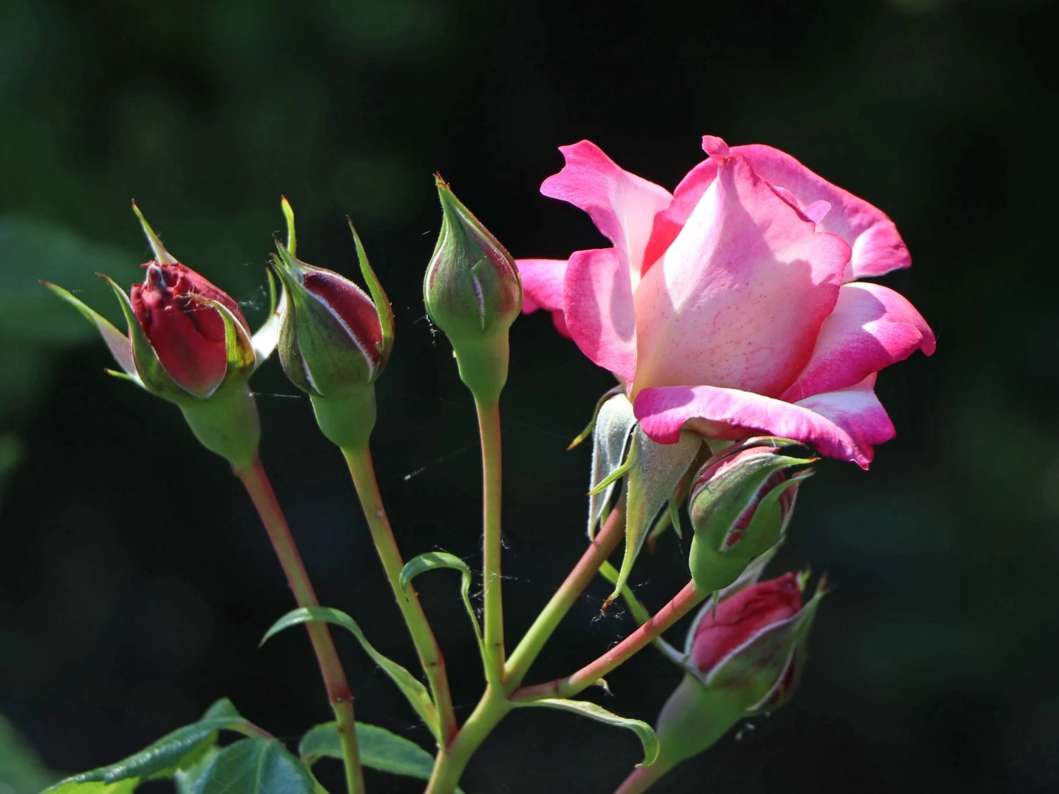 Kletterrose 'Harlekin' ® 5 Kletterrose 'Harlekin' ® – Bild 3