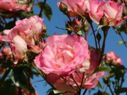 Kletterrose 'Harlekin' ® 23 Kletterrose 'Harlekin' ® -Günstiges Garten Zart Geschäft kletterrose harlekin m002792 w 6