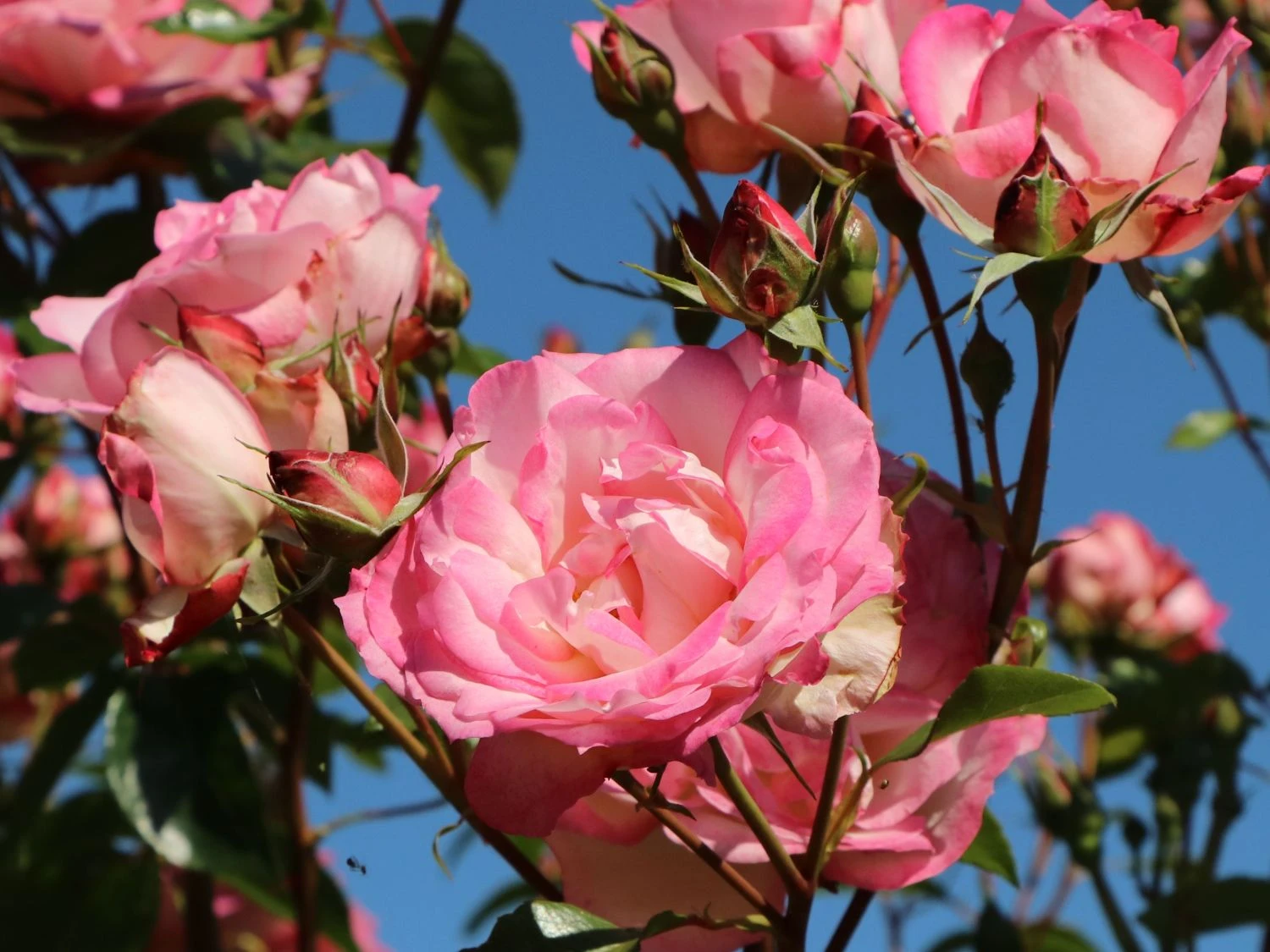 Kletterrose 'Harlekin' ® 12 Kletterrose 'Harlekin' ® – Bild 10