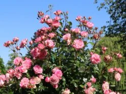 Kletterrose 'Harlekin' ® 20 Kletterrose 'Harlekin' ® -Günstiges Garten Zart Geschäft kletterrose harlekin m002792 w 7