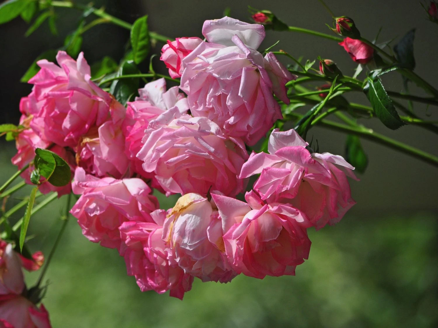 Kletterrose 'Harlekin' ® 4 Kletterrose 'Harlekin' ® – Bild 2