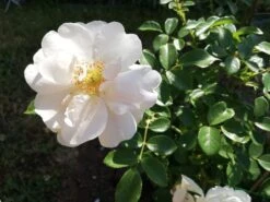 Kletterrose 'Hella' -Günstiges Garten Zart Geschäft kletterrose hella m046236 666481 0