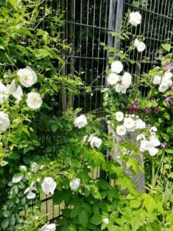 Kletterrose 'Hella' -Günstiges Garten Zart Geschäft kletterrose hella m046236 667680 0