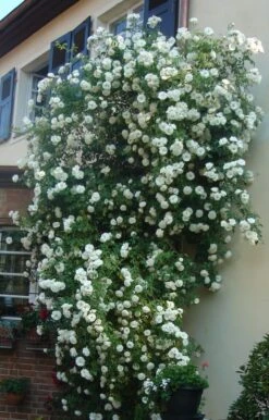 Kletterrose 'Hella' -Günstiges Garten Zart Geschäft kletterrose hella m046236 958039 0