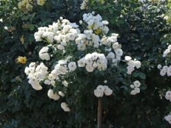 Kletterrose 'Hella' -Günstiges Garten Zart Geschäft kletterrose hella m046236 w 0 1