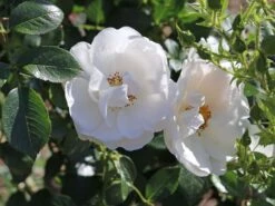 Kletterrose 'Hella' -Günstiges Garten Zart Geschäft kletterrose hella m046236 w 1 1